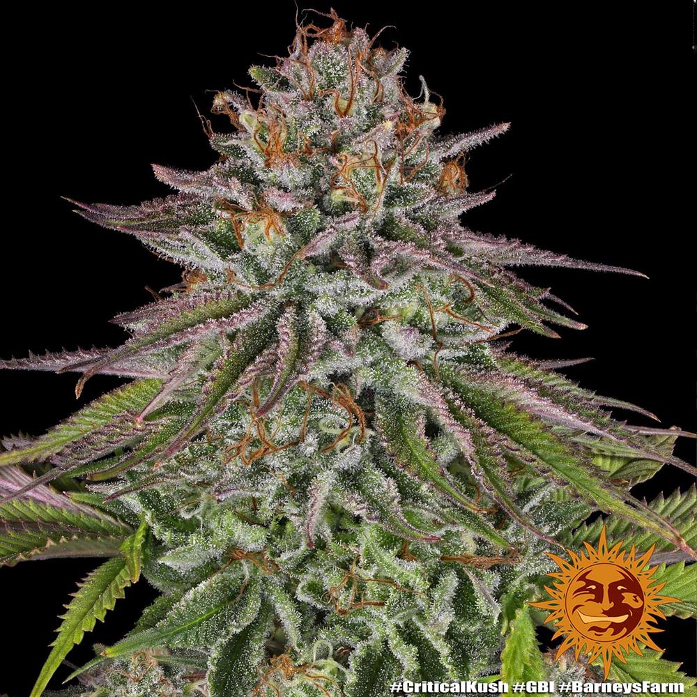 CRITICAL KUSH STRAIN