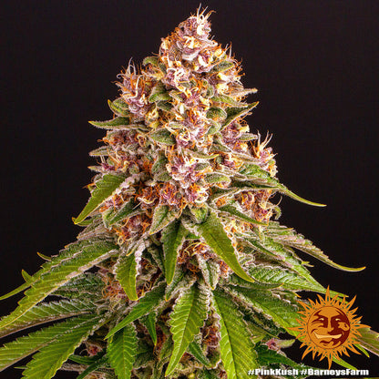 PINK KUSH STRAIN