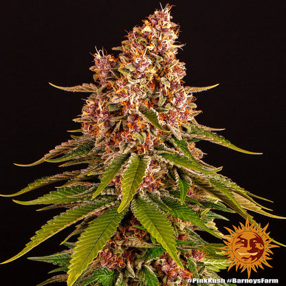 PINK KUSH STRAIN