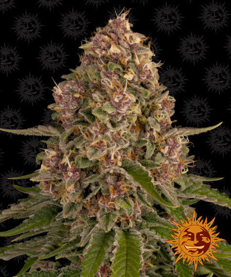 PINK KUSH STRAIN