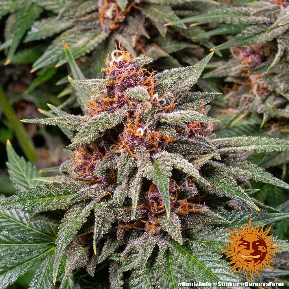 RUNTZ AUTO STRAIN