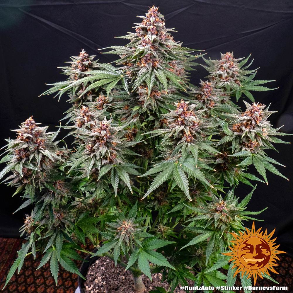 RUNTZ AUTO STRAIN