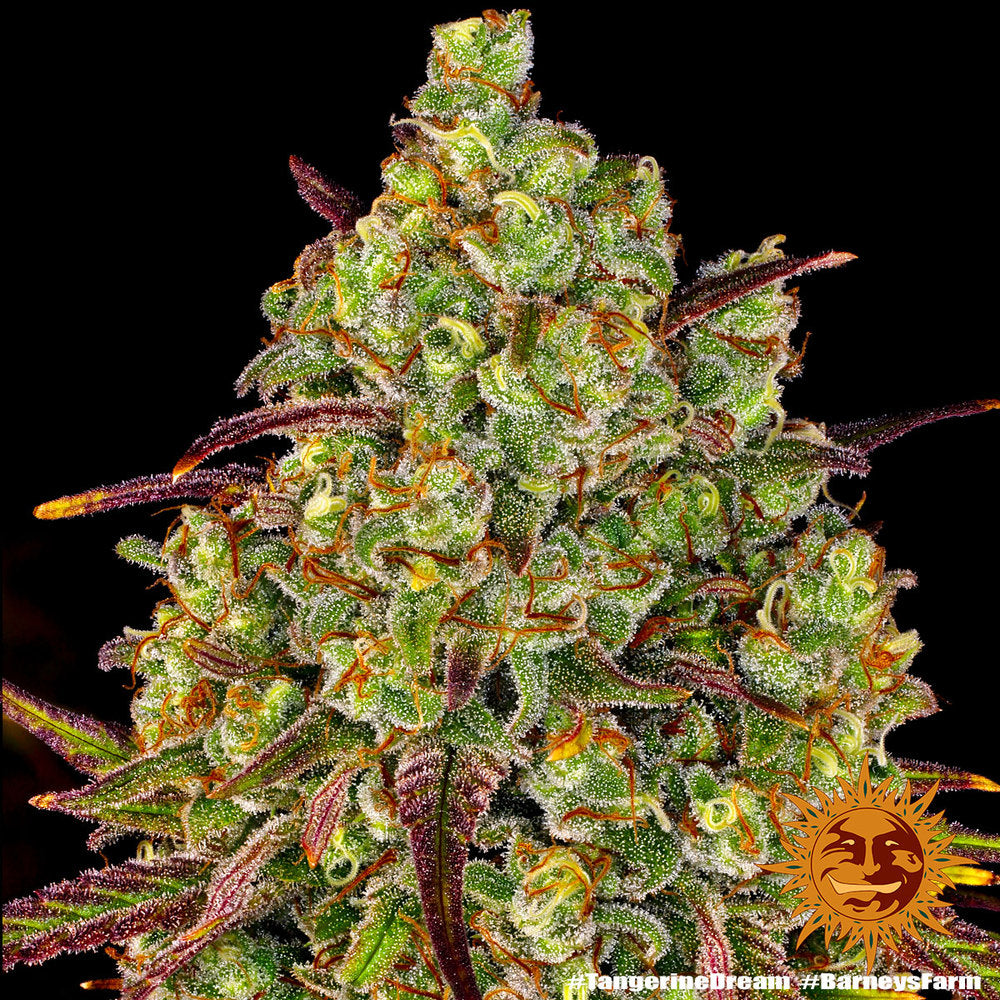 TANGERINE DREAM STRAIN