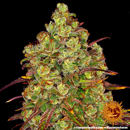 TANGERINE DREAM STRAIN